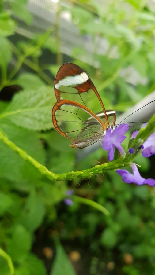Villa The Butterflies Wood House Reshafim Exterior foto